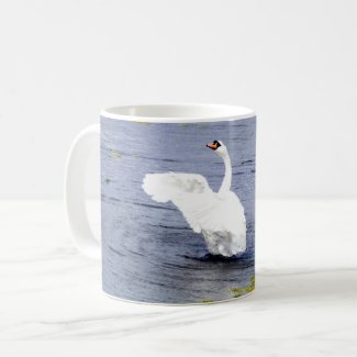 Mute Swan Wings Bathing. Coffee Mug