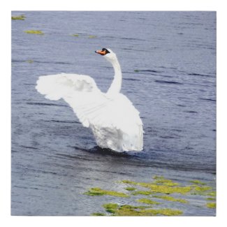Mute Swan Wings Bathing Faux Canvas Print