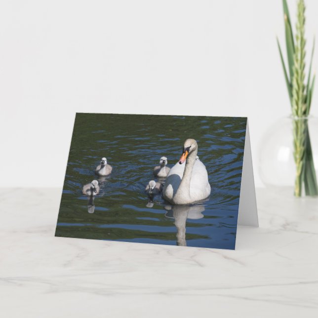 Mute Swan with Cygnets Greeting Card (Front)