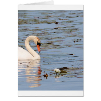 Mute Swan with lilly pad Cards