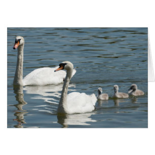 Mute Swans And Ducklings Cards