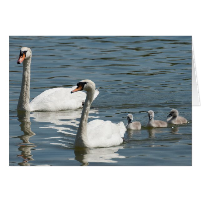 Mute Swans And Ducklings Cards (Front Horizontal)