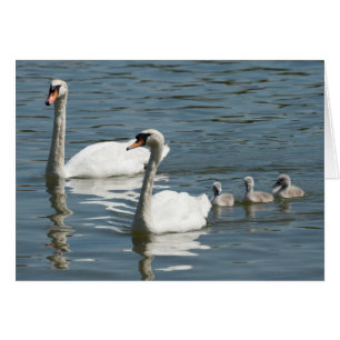 Mute Swans And Ducklings Cards