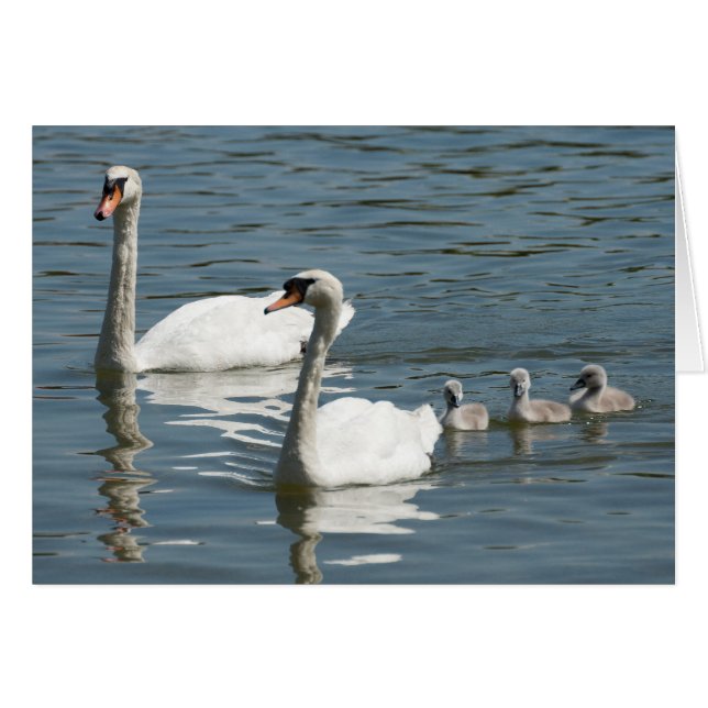Mute Swans And Ducklings Cards (Front Horizontal)