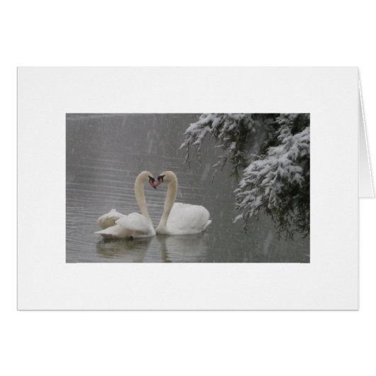 Mute Swans Courting Cards (Front Horizontal)