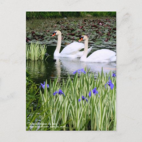 Mute Swans  Iris Postcard