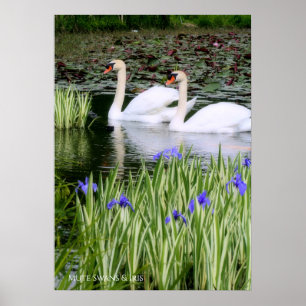 Mute swans & Iris：Value Poster paper
