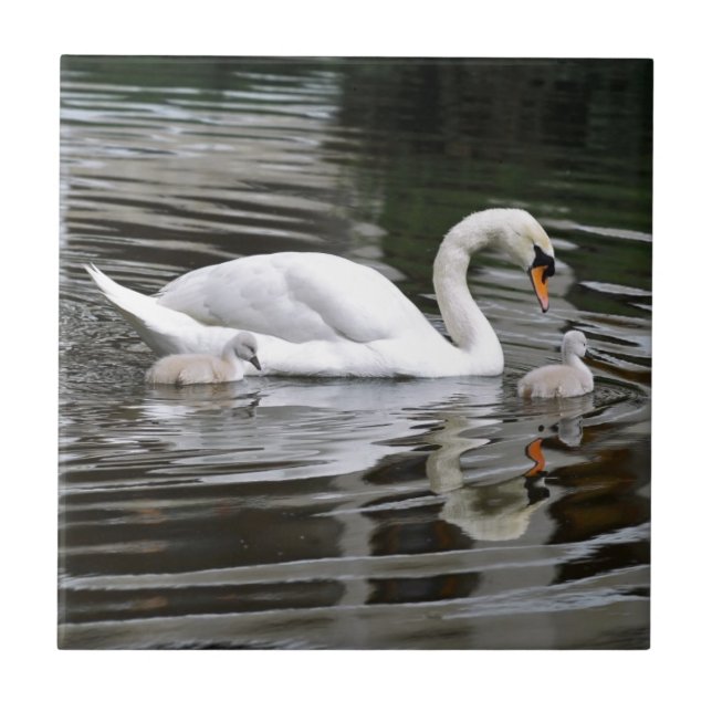 Mute swans with nestlings on water ceramic tile (Front)