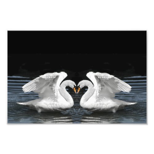 Mute White Swan Photo Mirror Image Effect