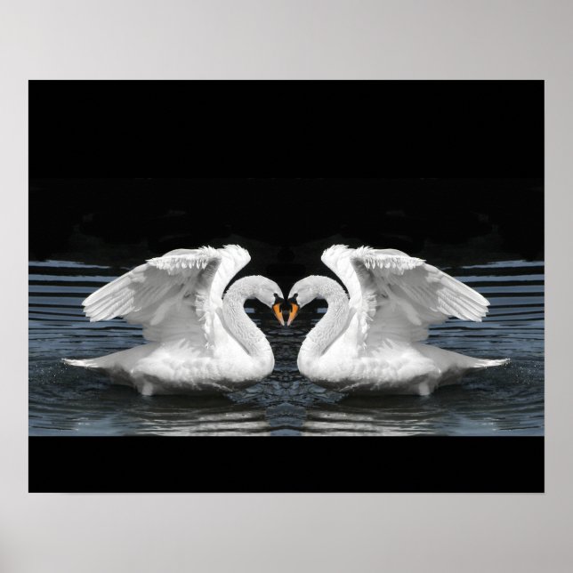 Mute White Swan Photo Mirror Image Effect Poster (Front)