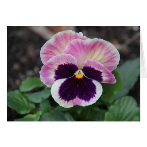 Muted Purple Pansy Blank Floral Notes