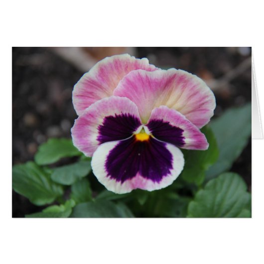 Muted Purple Pansy, Blank Floral Notes (Front Horizontal)