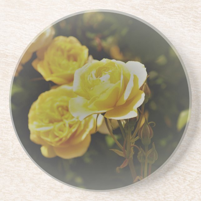 Muted Yellow Roses Sandstone Coaster (Front)