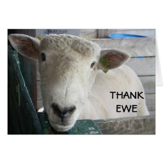 MUTTON MORE TO SAY - THANK EWE GREETING CARD