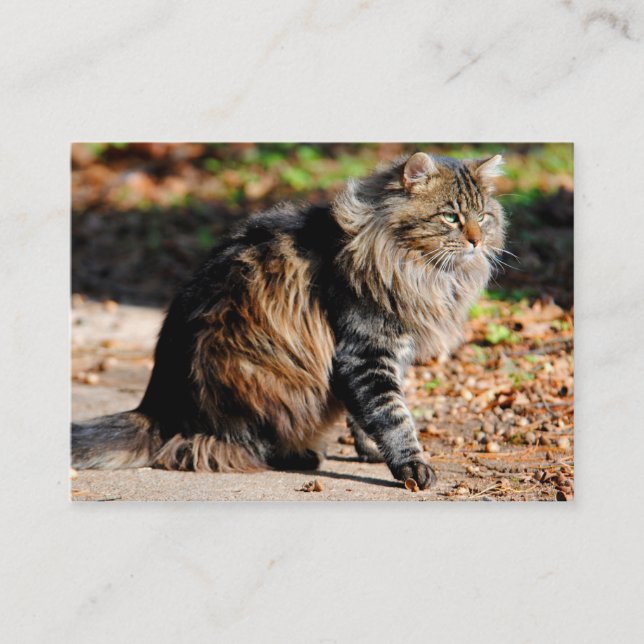 My Acorn Maine Coon Cat Business Cards (Front)