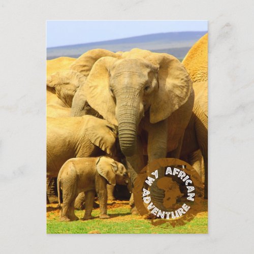 My African Adventure Elephant Mother  Calf White Postcard