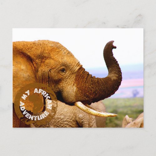 My African Adventure Elephant Scents White Text Postcard