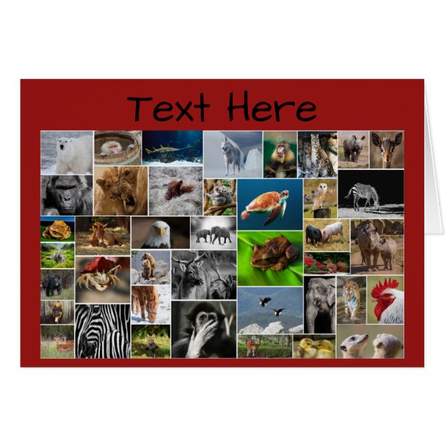 My Animal Kingdom Greeting Card, for any Occasion. (Front Horizontal)