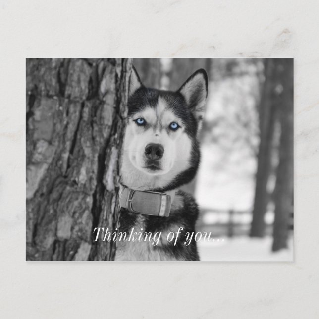 My Baby Blue Eyes Thinking Of You Postcard (Front)