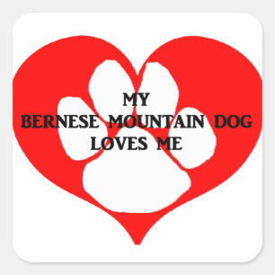 my bernese mountain dog loves me square sticker