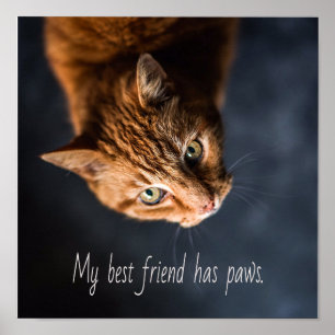 My best friend has paws, Cat Kitten Cute Poster