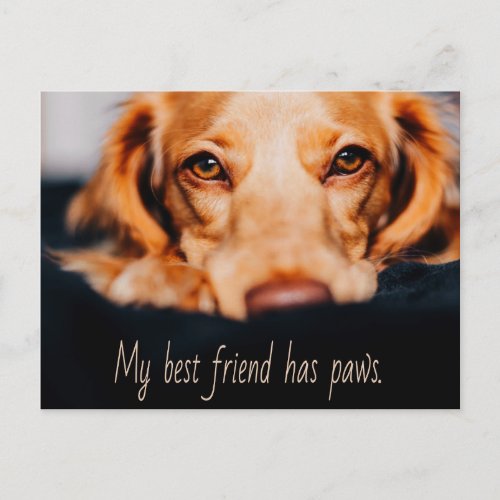 My Best friend has paws dog Puppy Meme Postcard