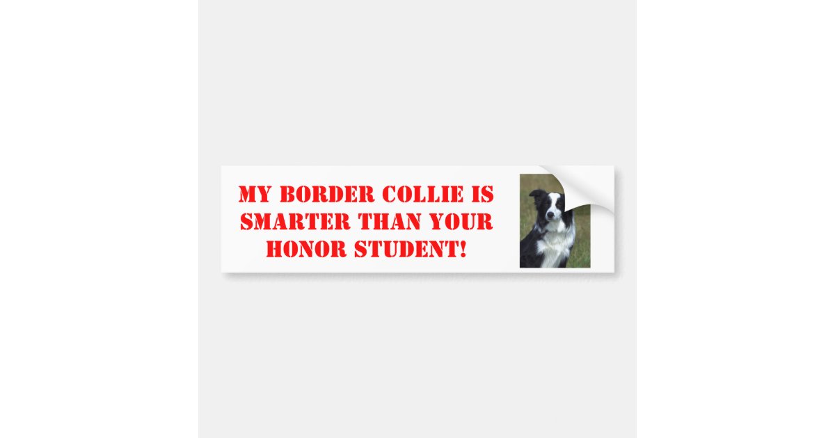My Border Collie is Smarter Than Your Honor... Bumper