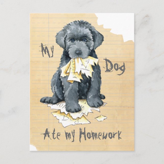 My Bouvier des Flandres Ate My Homework Postcard (Front)