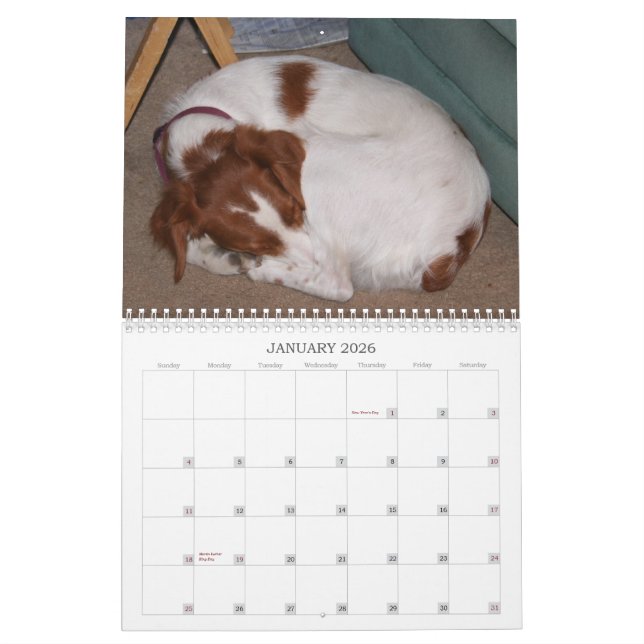 My Brittanys 2011 Calendar (Jan 2026)