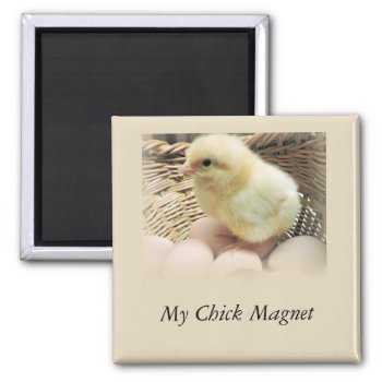 "my Chick Magnet" With Baby Chicken Magnet by randysgrandma at Zazzle