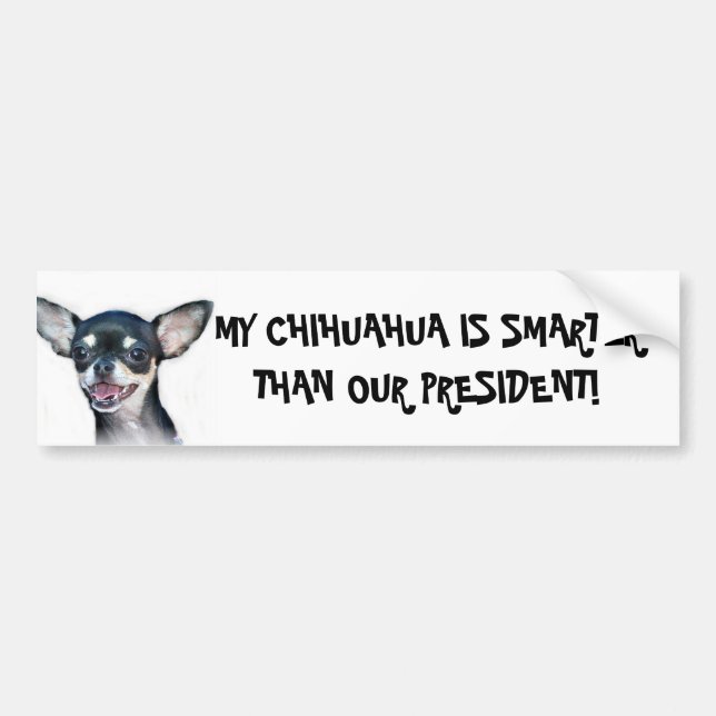 My Chihuahua is smarter bumper sticker (Front)