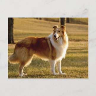 My Collie Postcard