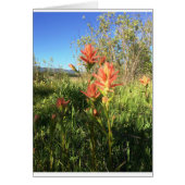 My Devils Paintbrush (Front)