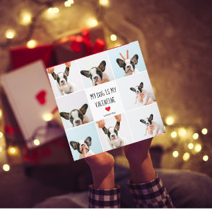 My Dog Is My Valentine Two Dog Photos