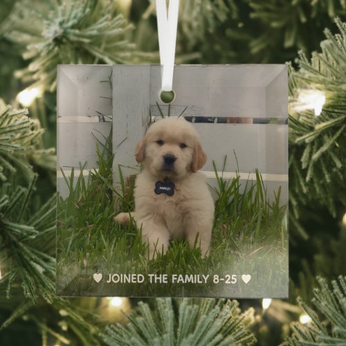 My Dog Photo Christmas