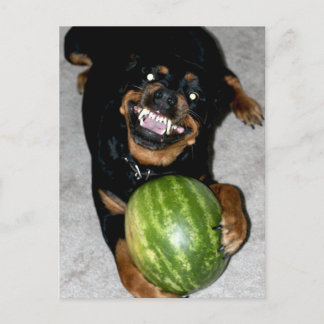 My Dog Snoop Likes Watermelons Postcard