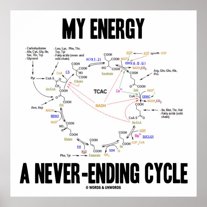 My Energy A Never Ending Cycle (Krebs Cycle) Poster