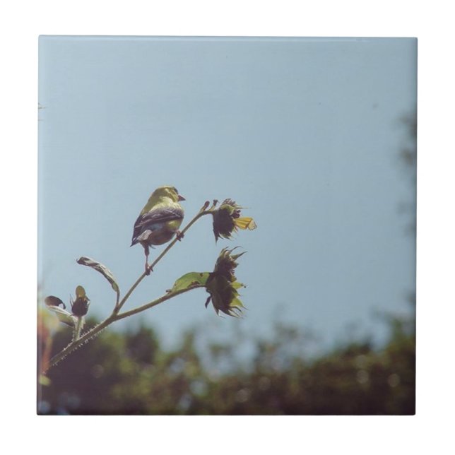 My fave little visitors.  #bird #nature #wildlife ceramic tile (Front)