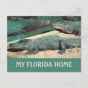 My Florida Home Gator Postcard