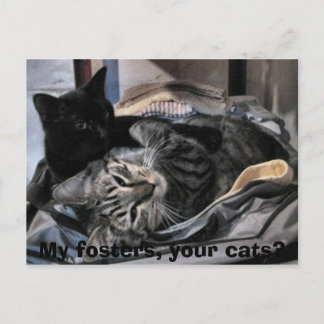 My fosters, your cats? postcard