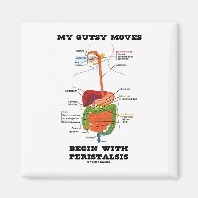 My Gutsy Moves Begin With Peristalsis (Digestive) Magnet (Front)