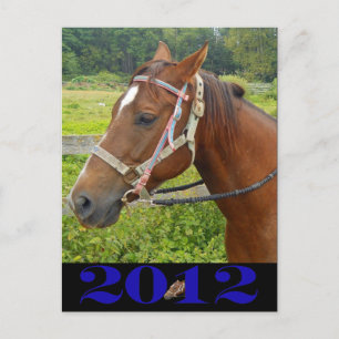 My Horse Postcard