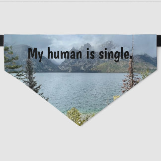 My human is single pet bandana collar