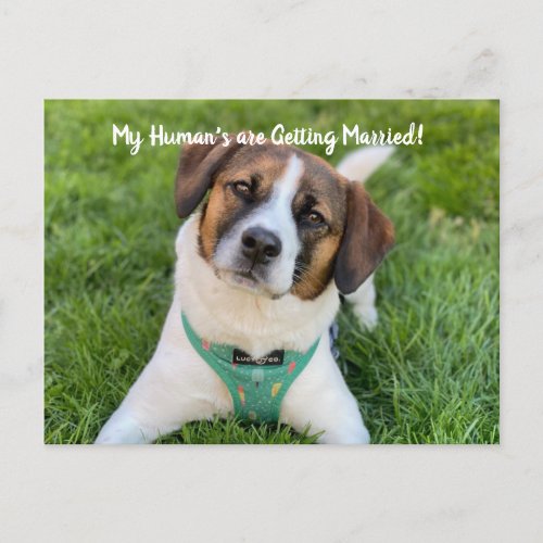 My Humans Are Getting Married Dog Photo Save The  Announcement Postcard