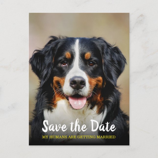 My Humans Are Getting Married | Dog Save the Date  Postcard (Front)