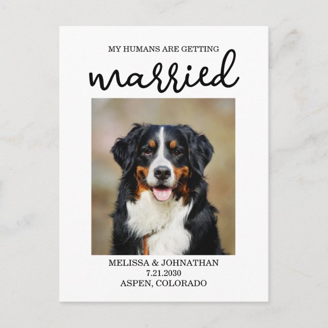 My Humans Are Getting Married | Dog Save the Date  Postcard (Front)