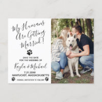 My Humans Are Getting Married Dog Wedding Announcement Postcard