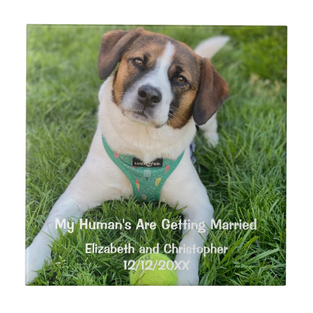 My Human's Are Getting Married Engagement Photo  Ceramic Tile (Front)