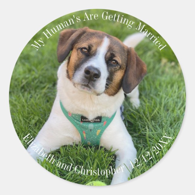 My Human's Are Getting Married Engagement Photo  Classic Round Sticker (Front)