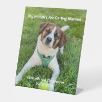 My Human's Are Getting Married Engagement Photo 
